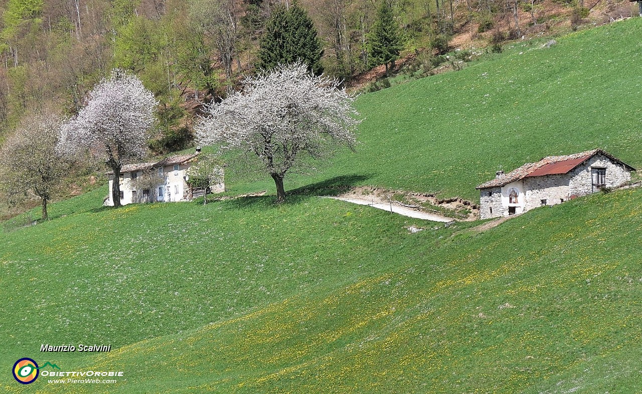 41 Ciliegi in fiore a Pra del Monte....JPG